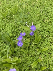 Tradescantia ernestiana