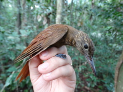 Deconychura longicauda