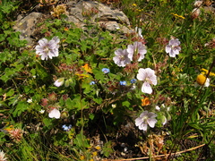 Geranium renardii