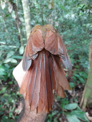 Deconychura longicauda