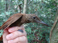 Deconychura longicauda