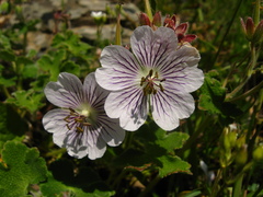 Geranium renardii