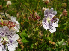 Geranium renardii