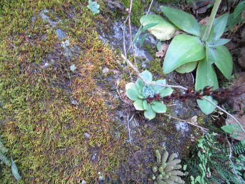 Image of Echeveria secunda by (c) Oscar Alejandro Morales Juárez, some rights reserved (CC BY-SA)