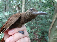 Deconychura longicauda