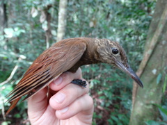 Deconychura longicauda