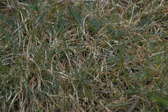 Festuca rupicola