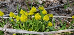 Polygala nana