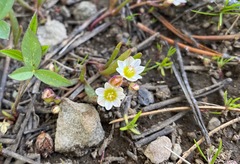 Lewisia triphylla