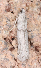 Myelopsis alatella