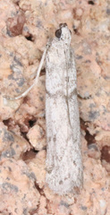 Myelopsis alatella