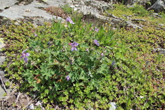 Geranium renardii