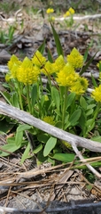 Polygala nana