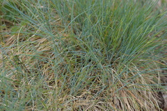 Festuca rupicola