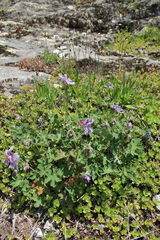 Geranium renardii