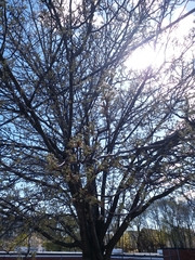 Juniperus virginiana