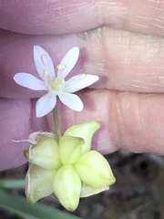 Allium canadense canadense