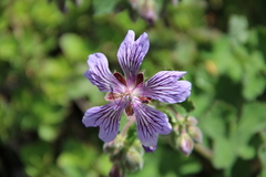 Geranium renardii