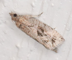 Endothenia nubilana