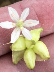 Allium canadense canadense