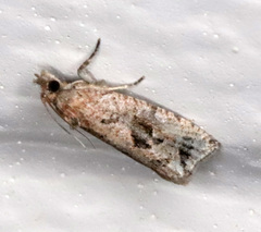 Endothenia nubilana