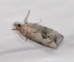 Endothenia nubilana