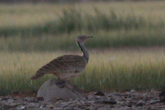 Chlamydotis macqueenii