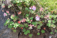Geranium renardii
