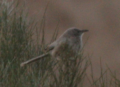 Arabian Babbler (Argya squamiceps)