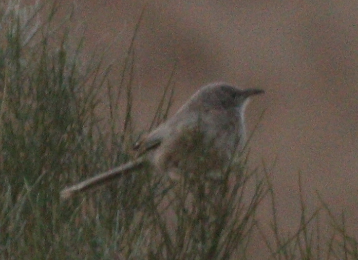 Arabian Babbler (Argya squamiceps)