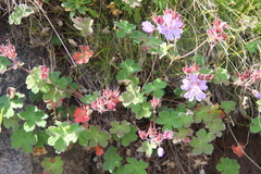 Geranium renardii