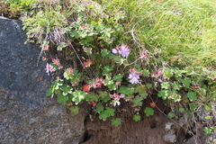 Geranium renardii