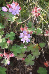 Geranium renardii