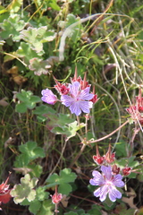 Geranium renardii