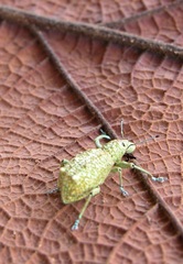 Rhigus speciosus