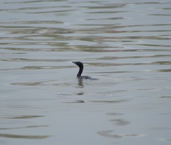 Microcarbo pygmaeus