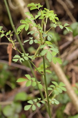 Rosa arvensis