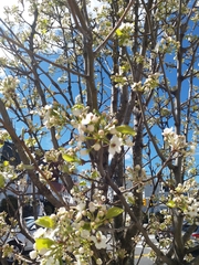 Pyrus calleryana