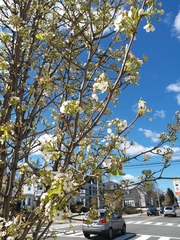 Pyrus calleryana