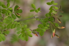 Hippocrepis emerus emerus