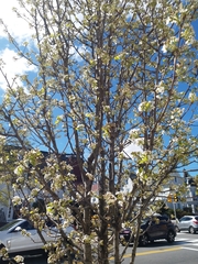 Pyrus calleryana