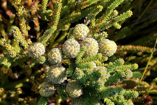 Berzelia abrotanoides, photograph 3