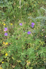 Geranium ruprechtii