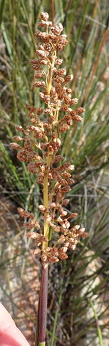 Image of Cannomois scirpoides by (c) Nicola van Berkel, some rights reserved (CC BY-SA)