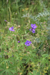 Geranium ruprechtii