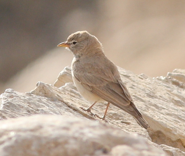 Desert Larks