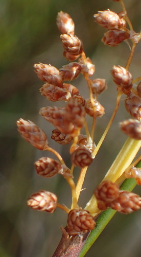 Image of Cannomois scirpoides by (c) Nicola van Berkel, some rights reserved (CC BY-SA)