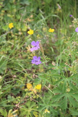 Geranium ruprechtii