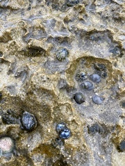 Nerita picea