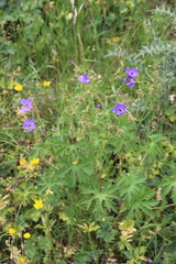 Geranium ruprechtii